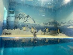 -烟台海昌鲸鲨海洋公园