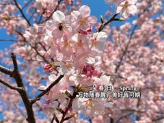 -顾村公园