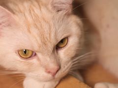 -是阿柴呀！柴犬咖啡·爱喵喵猫咖