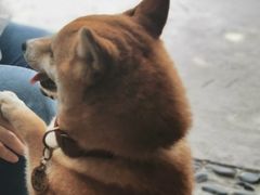 -柴犬高等学院·狗咖·柴犬售卖·宠物训练