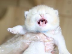 -lincat·猫舍(广州店)