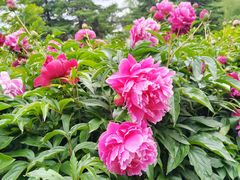 -长春公园(普阳街道)