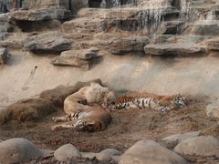 -北京野生动物园