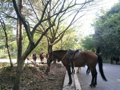 -铁山坪森林公园