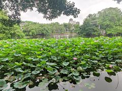 -荔湾湖公园