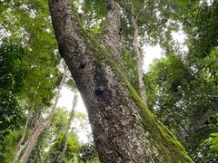 -西双版纳原始森林公园