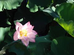 -荷塘月色湿地公园·向阳花洲
