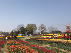 -杭州湾海上花田景区