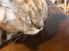 -Cappucimeow猫咪咖啡馆(韦伯时代店)