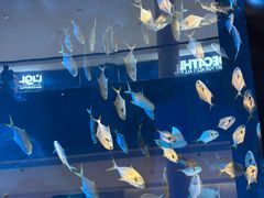 -迪拜水族馆及水下动物园