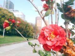 -上海港国际客运中心