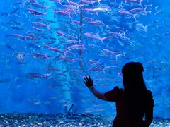 -成都浩海立方海洋公园