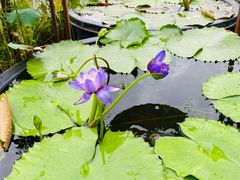 -西湖外事游船(湖滨二公园外事游船码头)