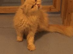 -猫色咖啡·猫咖