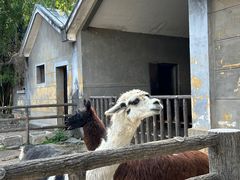-昆明动物园