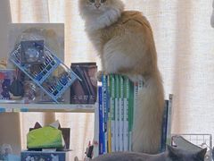 -动物缘宠物医院·骨科·猫科(西二环店)