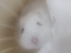 -武汉花鸟市场