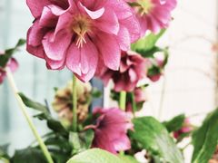 -双季花艺园艺市场(浦东店)