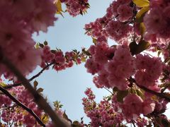 -长白岛森林公园