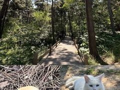 -北京西山国家森林公园