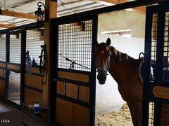 -北京群众马术培训基地