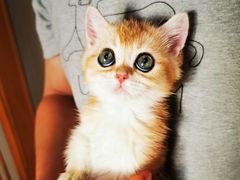 -Bastet sally猫舍购宠(静安店)