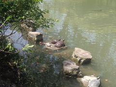 -上海醉白池公园