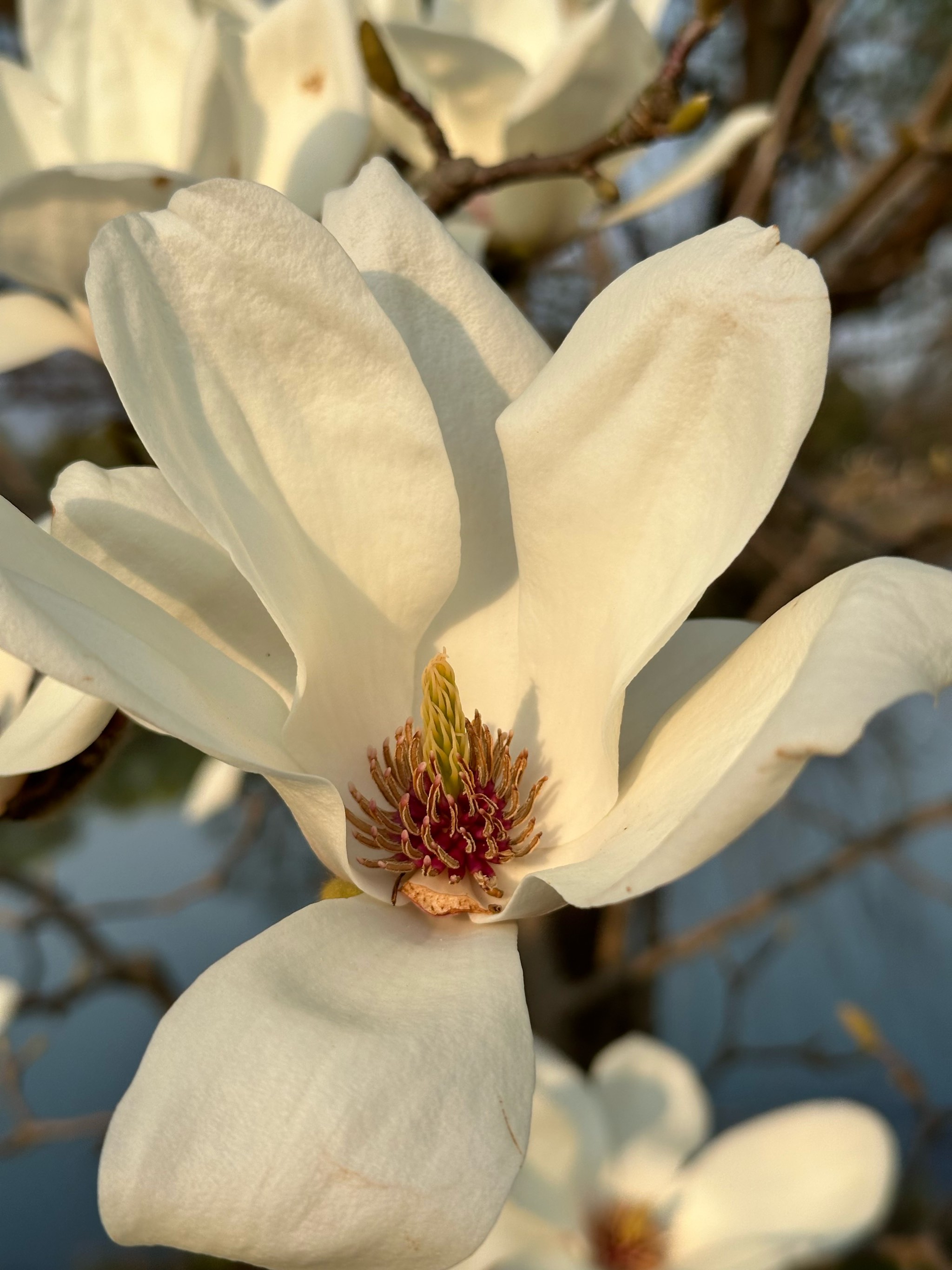 玉兰花花蕊像什么图片