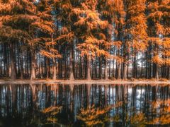 -上海共青森林公园