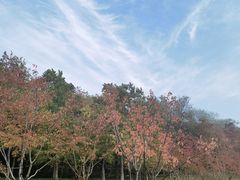 -羊山湖公园