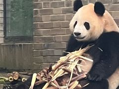 -都江堰中华大熊猫苑