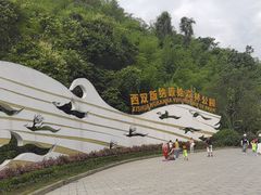 -西双版纳原始森林公园
