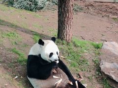 -栾川竹海野生动物园