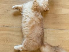 -唐小姐の私宠·宠物洗护美容·撸猫馆·购宠(周浦万达旗舰店)