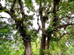 -中国科学院西双版纳热带植物园