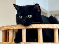 -有喵·猫咖·狗咖·30几只猫10只小狗(岗厦店)