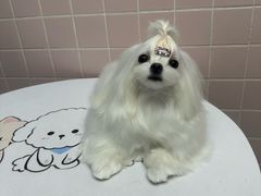 -FAELING PETS美天灵宠物(富力广场店)