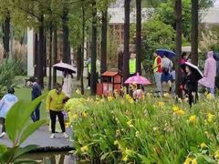 -上海长兴岛郊野公园