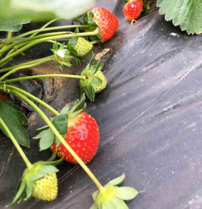 海口火山草莓园-"草莓真的很棒棒哒,个个红红火火恍恍惚惚哈.