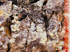 香酥鸭-协和菜馆(凤凰街店)