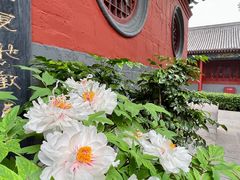 -洛阳白马寺