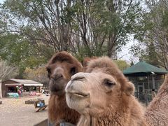 -长白岛森林公园