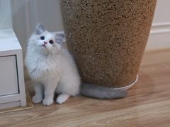 -小猫来了·猫舍(红山六九七九店)
