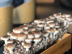 -凤园椰珍·臻品椰子鸡(保利时光里店)