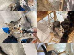 -楼上猫咖(罗湖店)