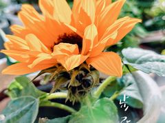 -宝鸡东道花鸟鱼虫市场(吉利花园商场店)