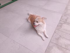 -芭比堂动物医院·心脏专科·夜诊·吉雅分院
