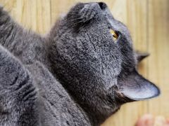 -美联众合动物医院·24h京西诊疗中心