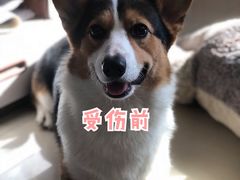 -欧奕国际动物医院