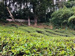 -马六甲鸡场街